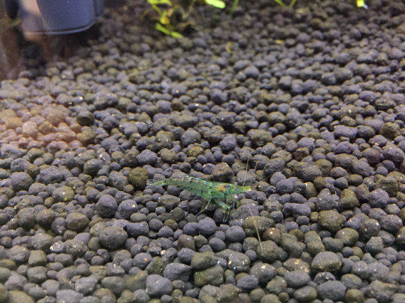 ベタと水流 Bettallica ベタと水流 Bettallica