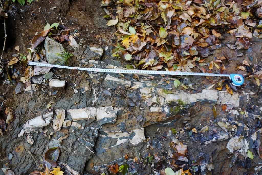 北三陸 久慈市 殻長1m前後の「カキ」化石を確認！ | 北三陸-geohistory