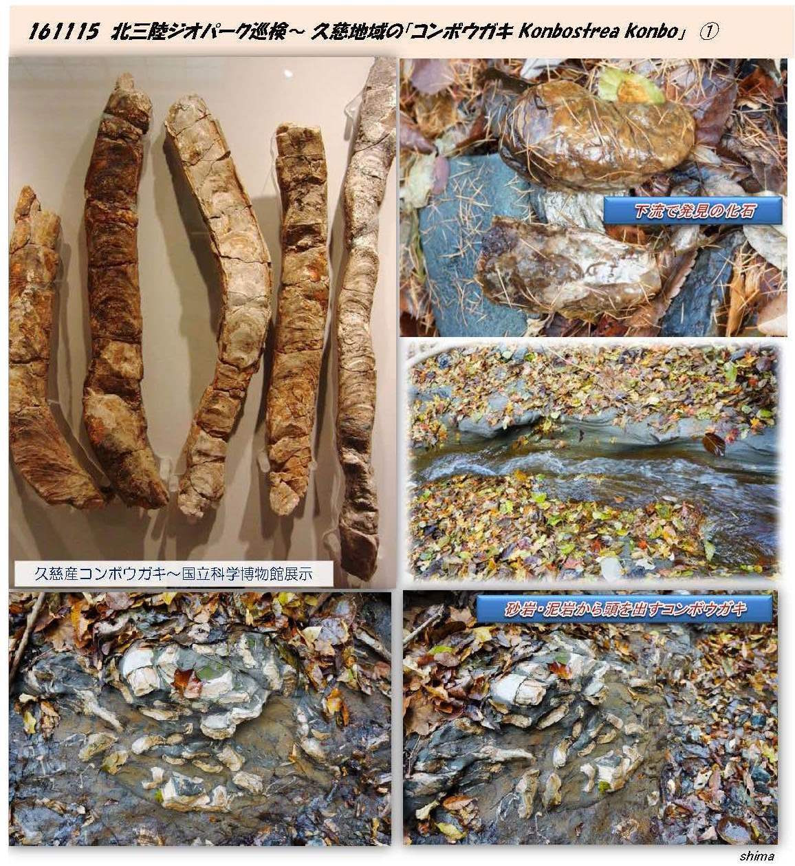 北三陸 久慈市 殻長1m前後の「カキ」化石を確認！ | 北三陸-geohistory