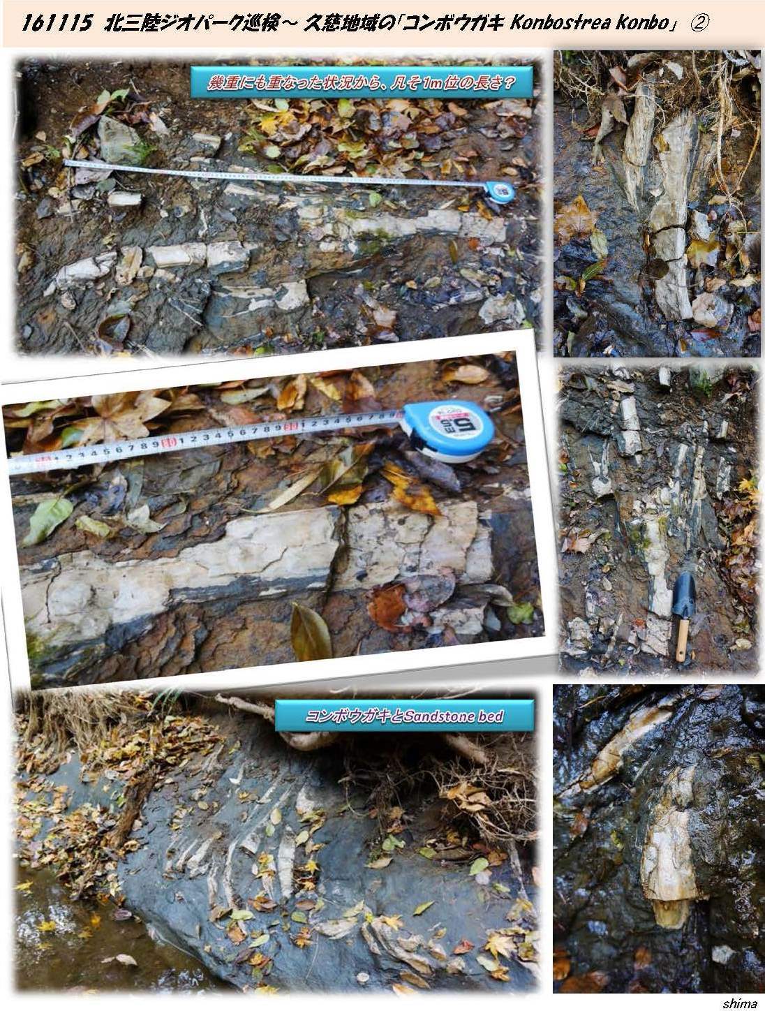 北三陸 久慈市 殻長1m前後の「カキ」化石を確認！ | 北三陸-geohistory