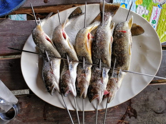 釣り堀再開しました 朝明渓魚苑キャンプ場