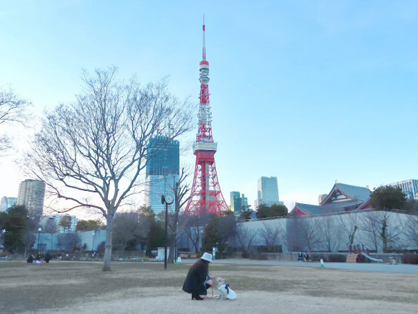 東京タワーと一緒に撮影 おススメ撮影スポットを紹介 Towerup