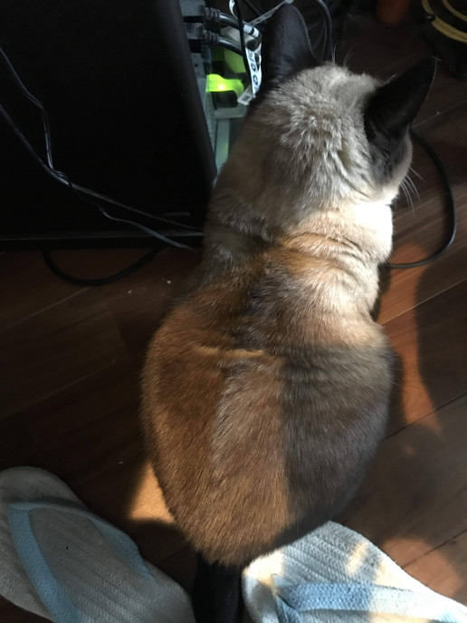 やる気スイッチどこいった Nekolele やる気スイッチどこいった Nekolele