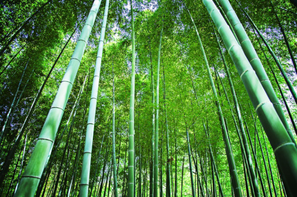 秋 なのに 春の季語 意外と身近な 竹 のお話 再春館製薬所 公式ブログ おうち漢方