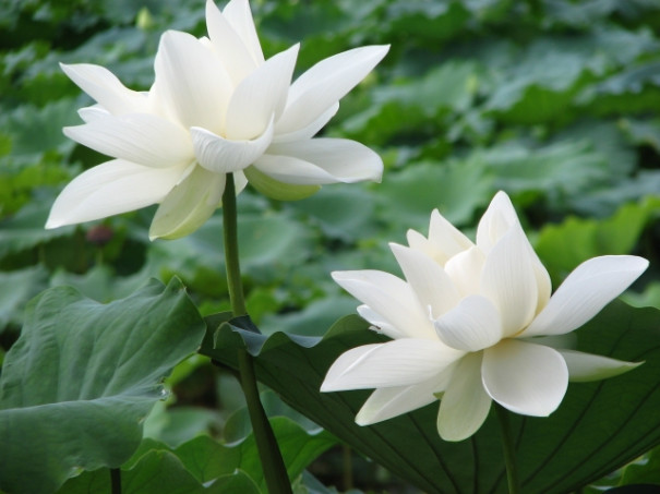 今 旬のレンコンで養生を 再春館製薬所 公式ブログ おうち漢方 今 旬のレンコンで養生を 再春館製薬所 公式ブログ おうち漢方