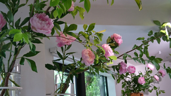 芍薬とシャラの木に変わりました 創作料理 花ゆい