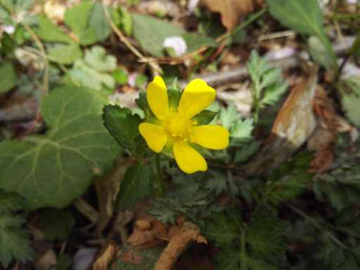 花びら5枚 むつきっち花図鑑