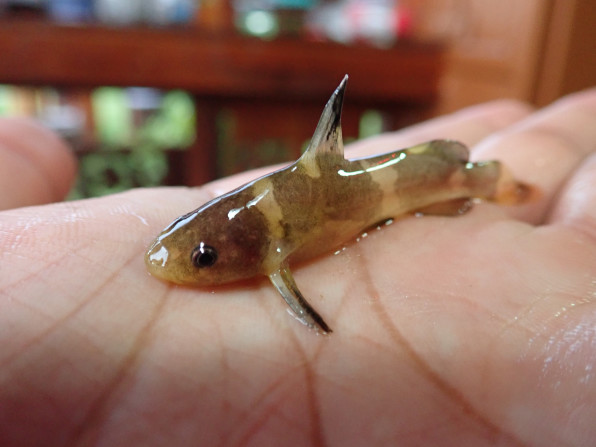 熱帯魚採集 タイ王国 メークロン川17年7月 Chilltrip