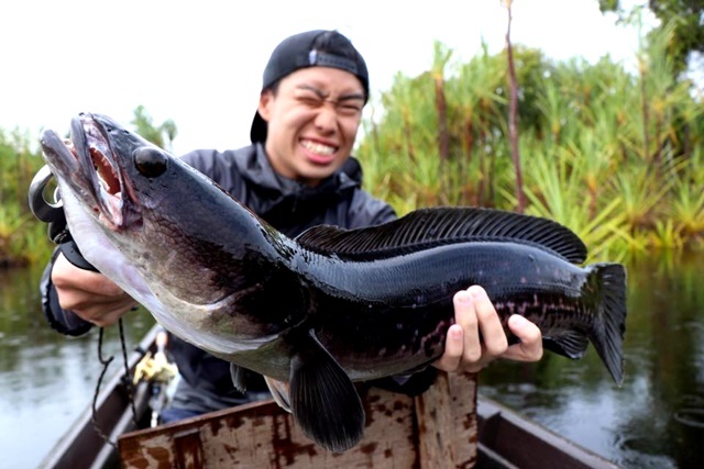 トーマン/フラワートーマン/熱帯魚採集】インドネシア・カリマンタン島・プトゥシバウ近郊ダナウ群2017年8月 | ChillTrip