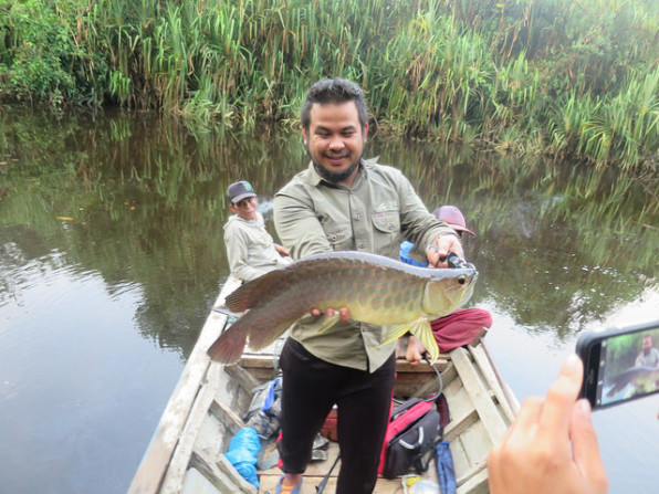 採集 カリマンタン熱帯魚 In インドネシア ツアー番号ch007 Chilltrip
