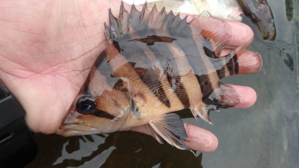 熱帯魚採集 ダトニオ インドネシア カリマンタン島 プトゥシバウ近郊ダナウ群16年3月 Chilltrip