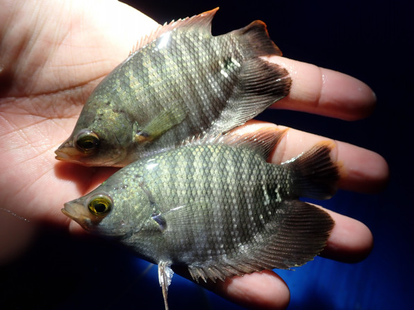 熱帯魚採集 タイ王国 メークロン川17年7月 Chilltrip