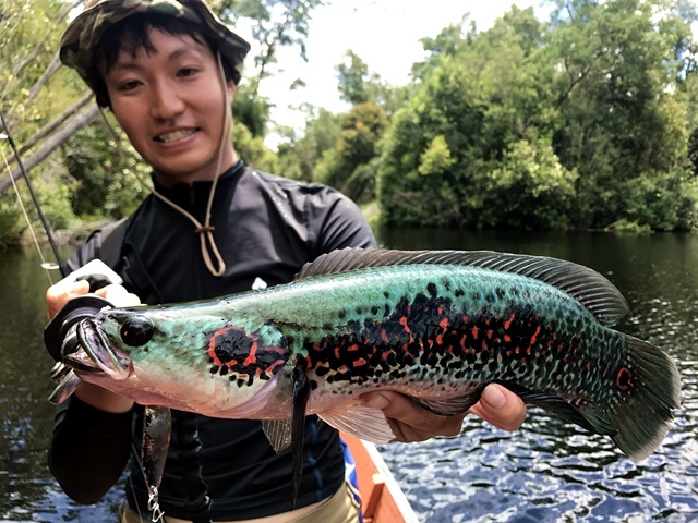 トーマン/フラワートーマン/熱帯魚採集】インドネシア・カリマンタン島・プトゥシバウ近郊ダナウ群2017年8月 | ChillTrip