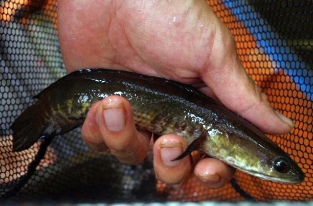 トーマン/フラワートーマン/熱帯魚採集】インドネシア・カリマンタン島・プトゥシバウ近郊ダナウ群2017年8月 | ChillTrip