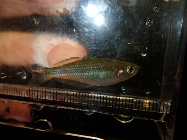 エンパイアガジョン オーストラリア クイーンズランド州 Chilltrip