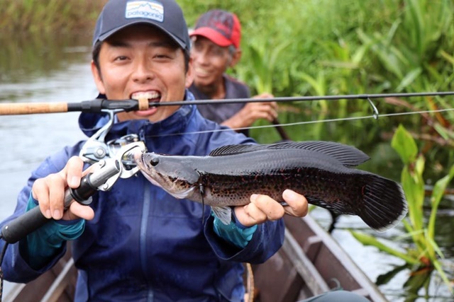 トーマン/フラワートーマン/熱帯魚採集】インドネシア・カリマンタン島・プトゥシバウ近郊ダナウ群2017年8月 | ChillTrip