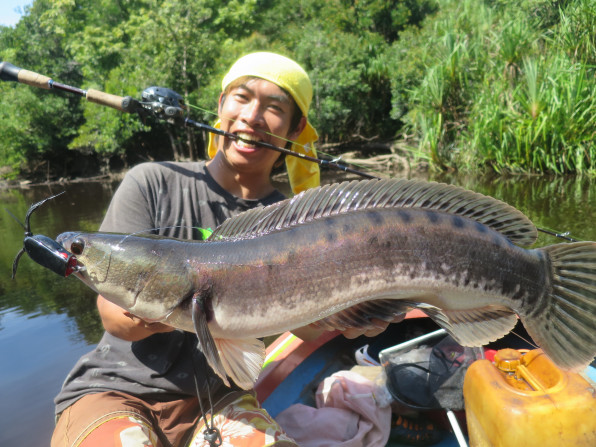 トーマン 熱帯魚採集 インドネシア カリマンタン島 ポンティアナク近郊 16年8月 Chilltrip
