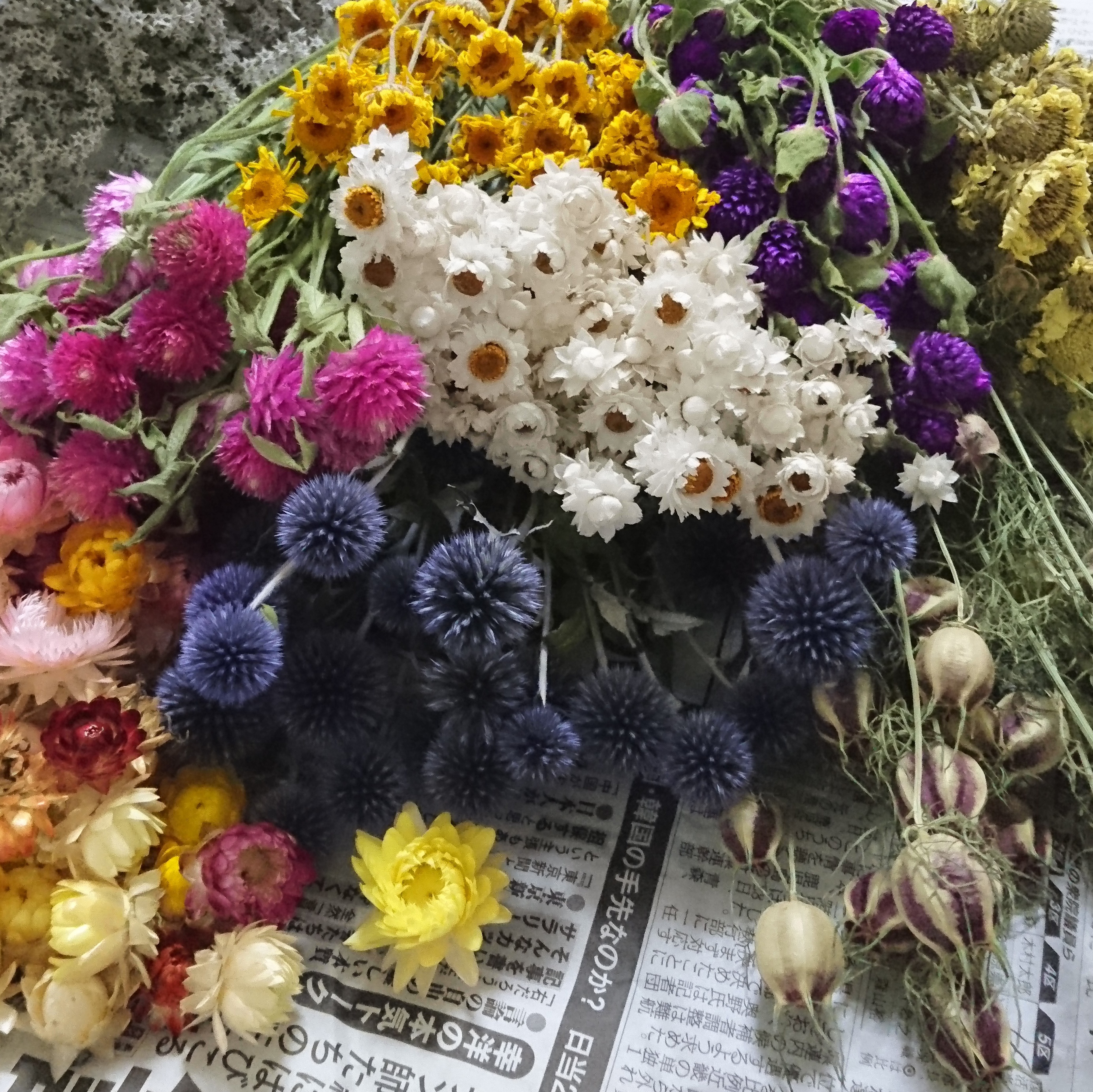 ドライフラワー北斗園