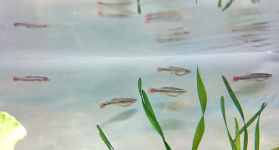 アカヒレ投入 猫とアクアリウム