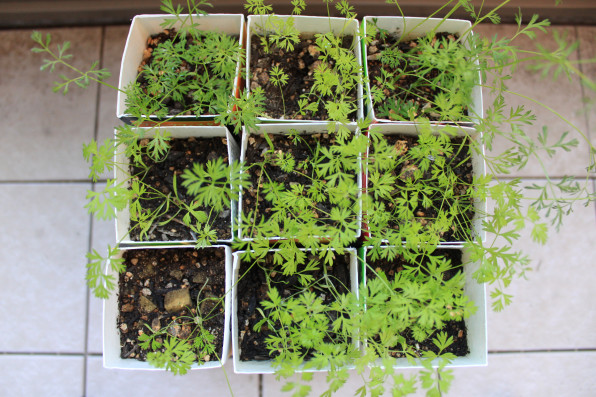 ベビーキャロット栽培 Japan Window Farm ベビーキャロット栽培 Japan Window Farm