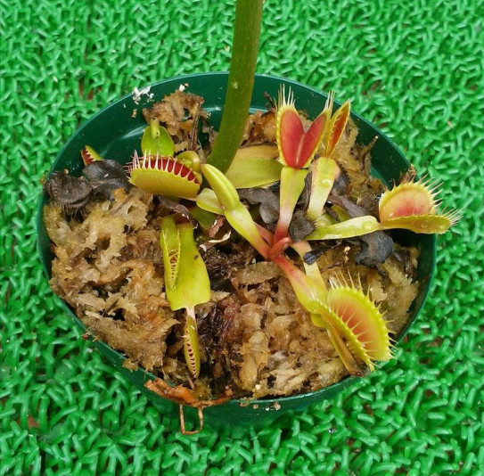 Carnivorous Plants Botanical43z Carnivorous Plants Botanical43z