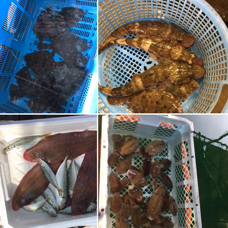 エビとカニが収入源 カネト水産株式会社 瀬戸内 ぴっちぴちの魚屋さん エビとカニが収入源 カネト水産株式会社 瀬戸内 ぴっちぴちの魚屋さん