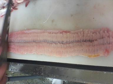 社長ブログ これからハモが旬です カネト水産株式会社 瀬戸内 ぴっちぴちの魚屋さん