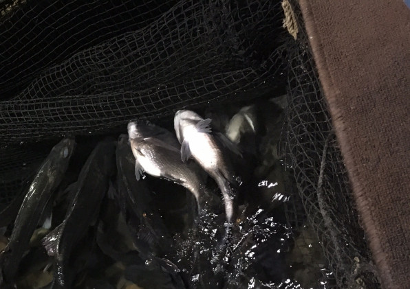 生簀 水槽であおむけになって弱った魚を復活させる方法 カネト水産株式会社 瀬戸内 ぴっちぴちの魚屋さん