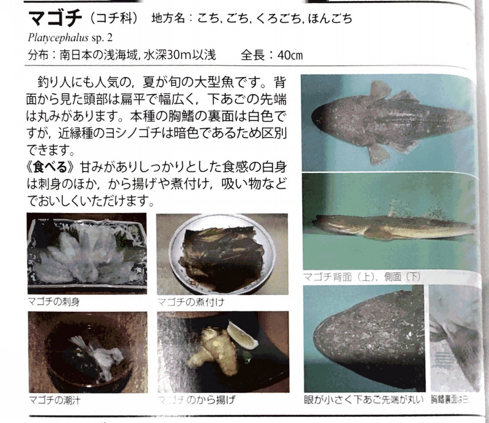 東風 コチ がふく日にコチ入り海鮮鍋はいかが カネト水産株式会社 瀬戸内 ぴっちぴちの魚屋さん