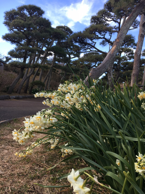 三浦城ヶ島水仙まつり たかけろカンパニー