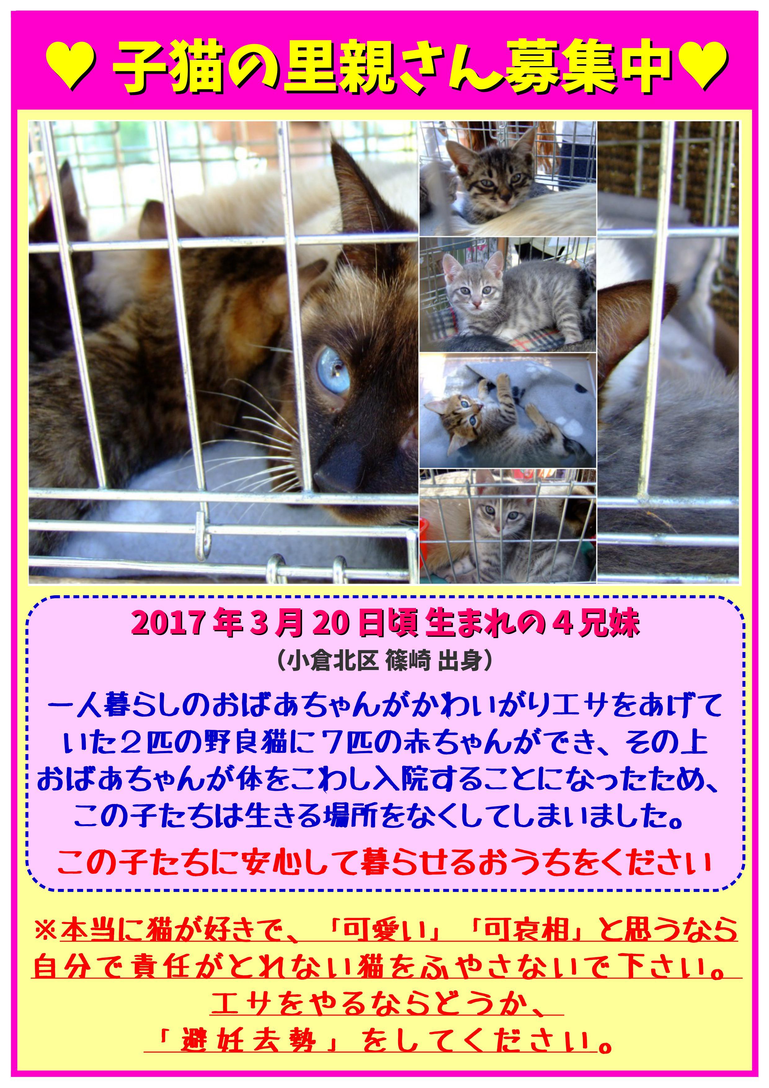 義経 キジトラ 子猫 オス【家族ができました！】  アニマルライフ 