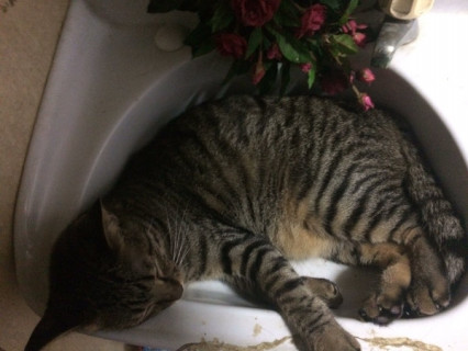 里親募集中 猫 アニマルライフプロジェクト 里親募集中 猫 アニマルライフプロジェクト