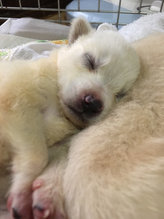 子犬３頭を保護しました 里親さん予約受付中 アニマルライフプロジェクト