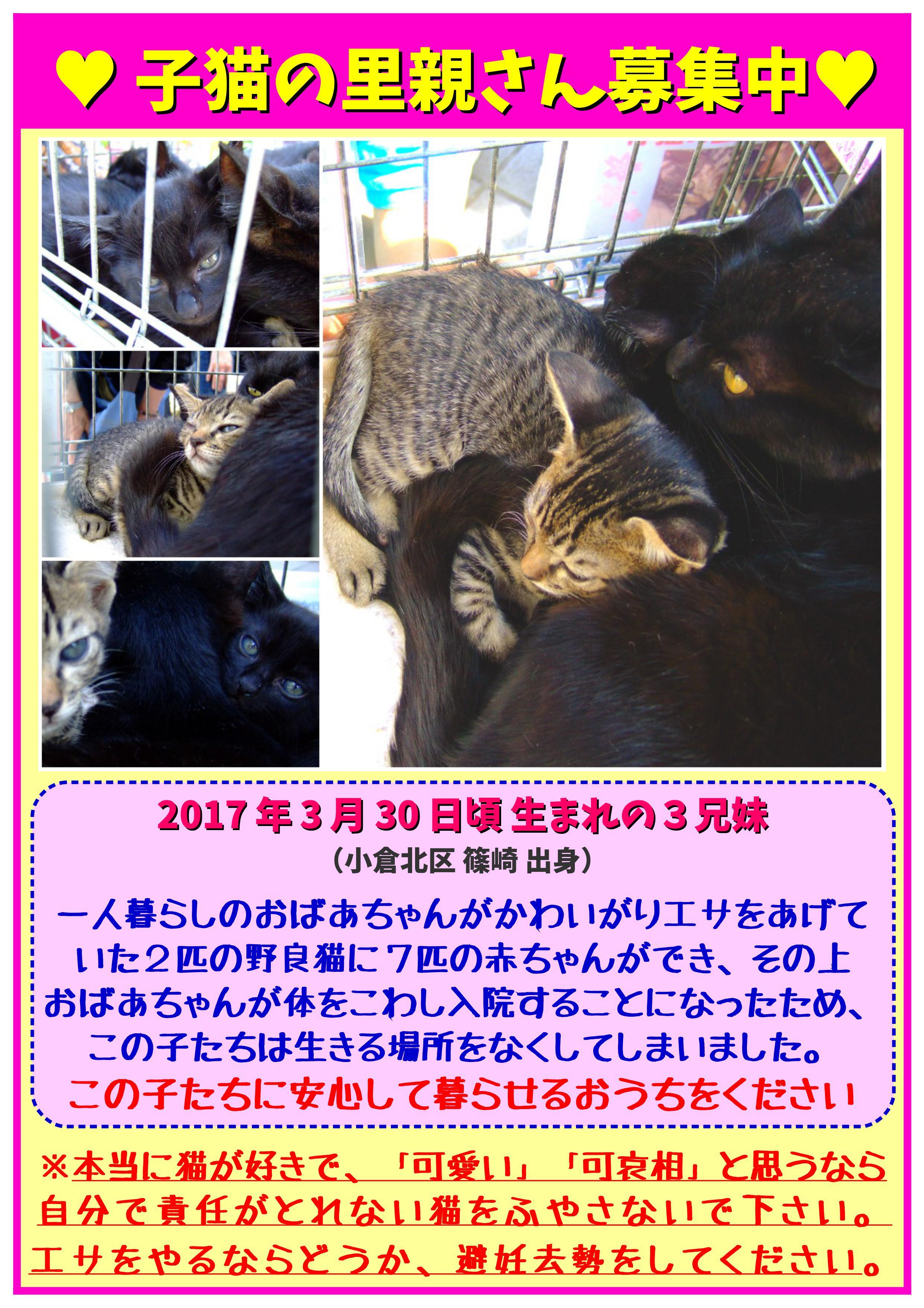 ねね 黒猫 子猫 メス【家族ができました！】  アニマルライフプロジェクト