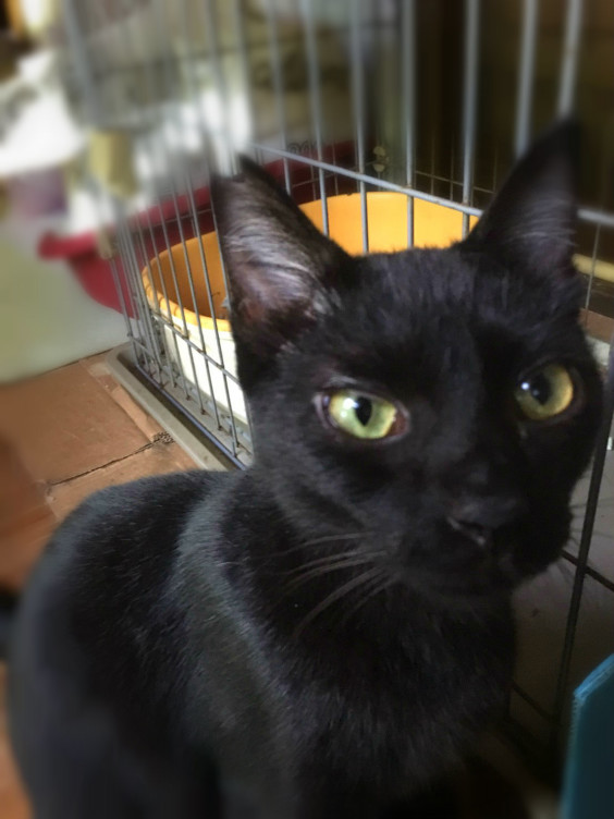 雀くん 黒猫 オス 里親さん募集中 アニマルライフプロジェクト