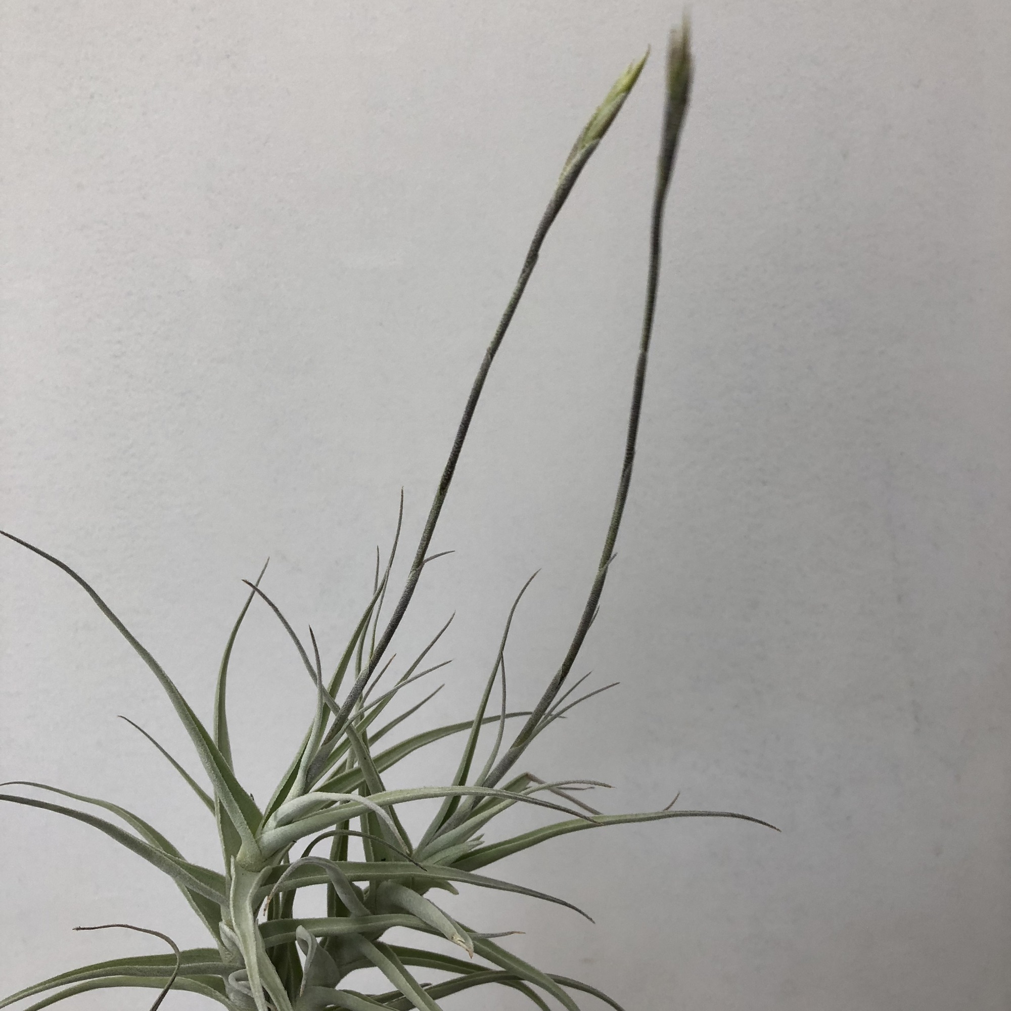 チランジア入荷リスト5/1｜NatureGarden🌿神田