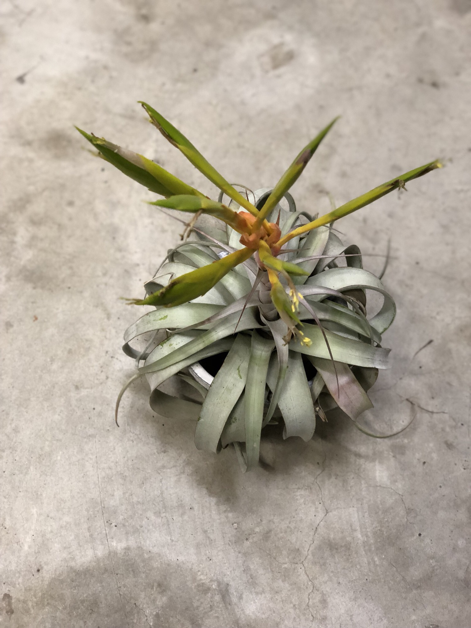 Bromelia : ページ9 | Plants and candle shop LILWA