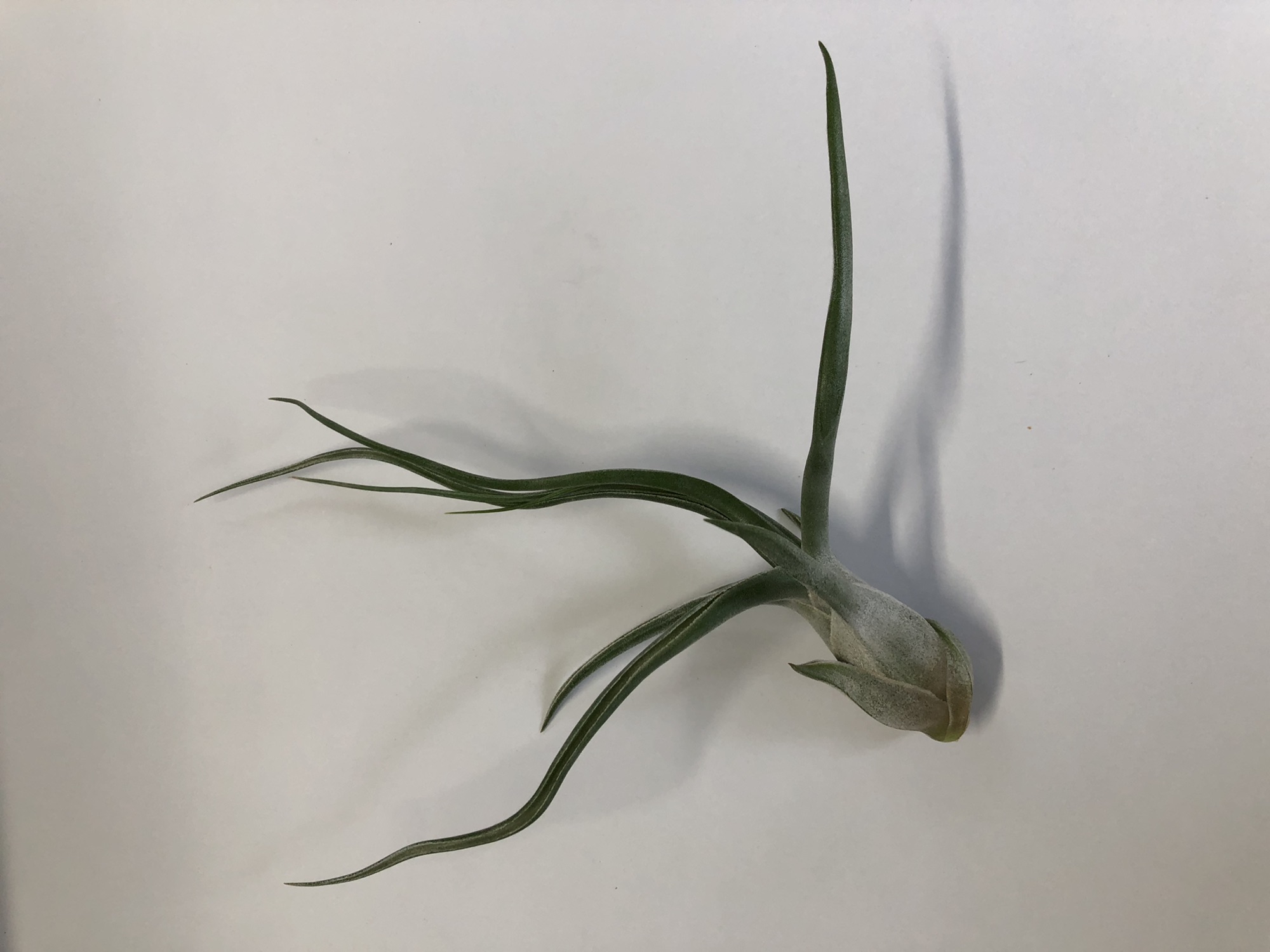 エアプランツ ］Tillandsia The Perfect Blend (T. Lucille X T