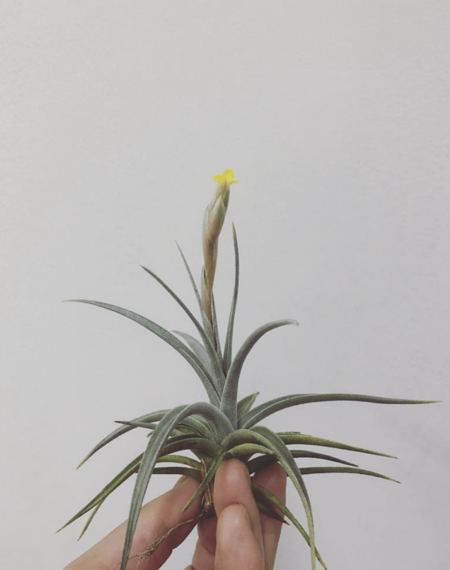 Tillandsia | Plants and candle shop LILWA
