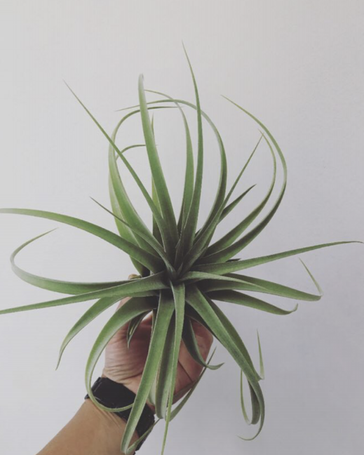 Tillandsia | Plants and candle shop LILWA