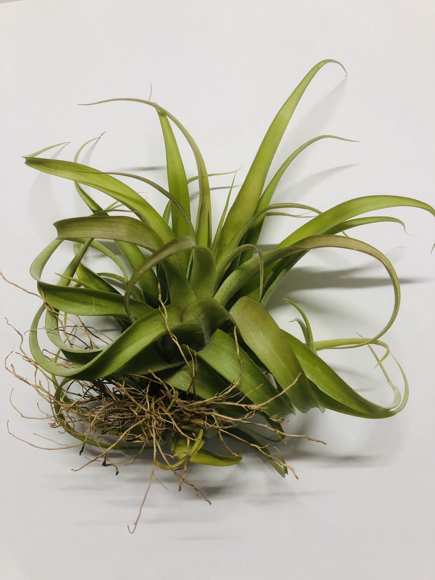 ブラキフィラエアプランツティランジアチランジア