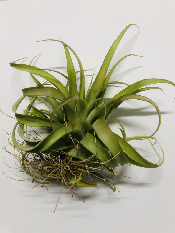 エアプランツ ］Tillandsia brachycaulos Selecta x streptophylla 