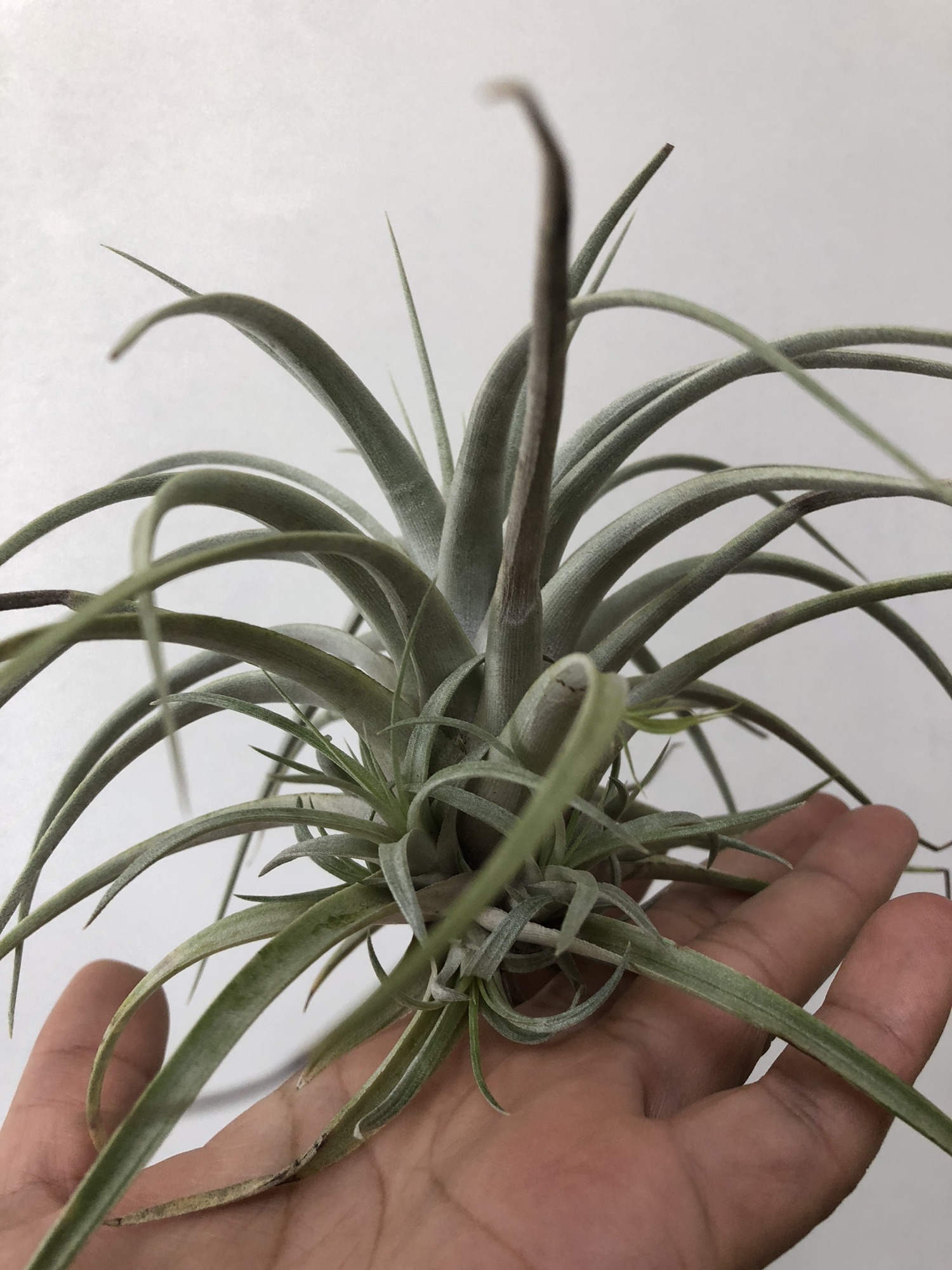 エアプランツ ］Tillandsia mima var. chilitensis ティランジア ミマ チリテンシス | Plants and  candle shop LILWA