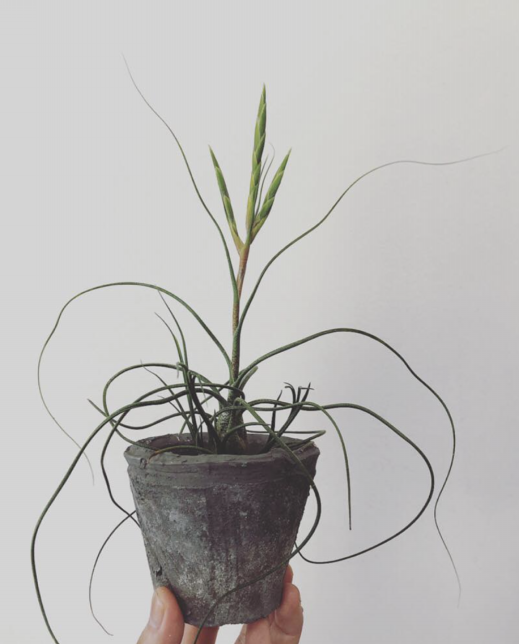 Tillandsia | Plants and candle shop LILWA