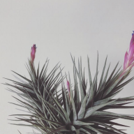 Hohenbergia Karla ホヘンベルギア カーラ | Plants and candle shop LILWA