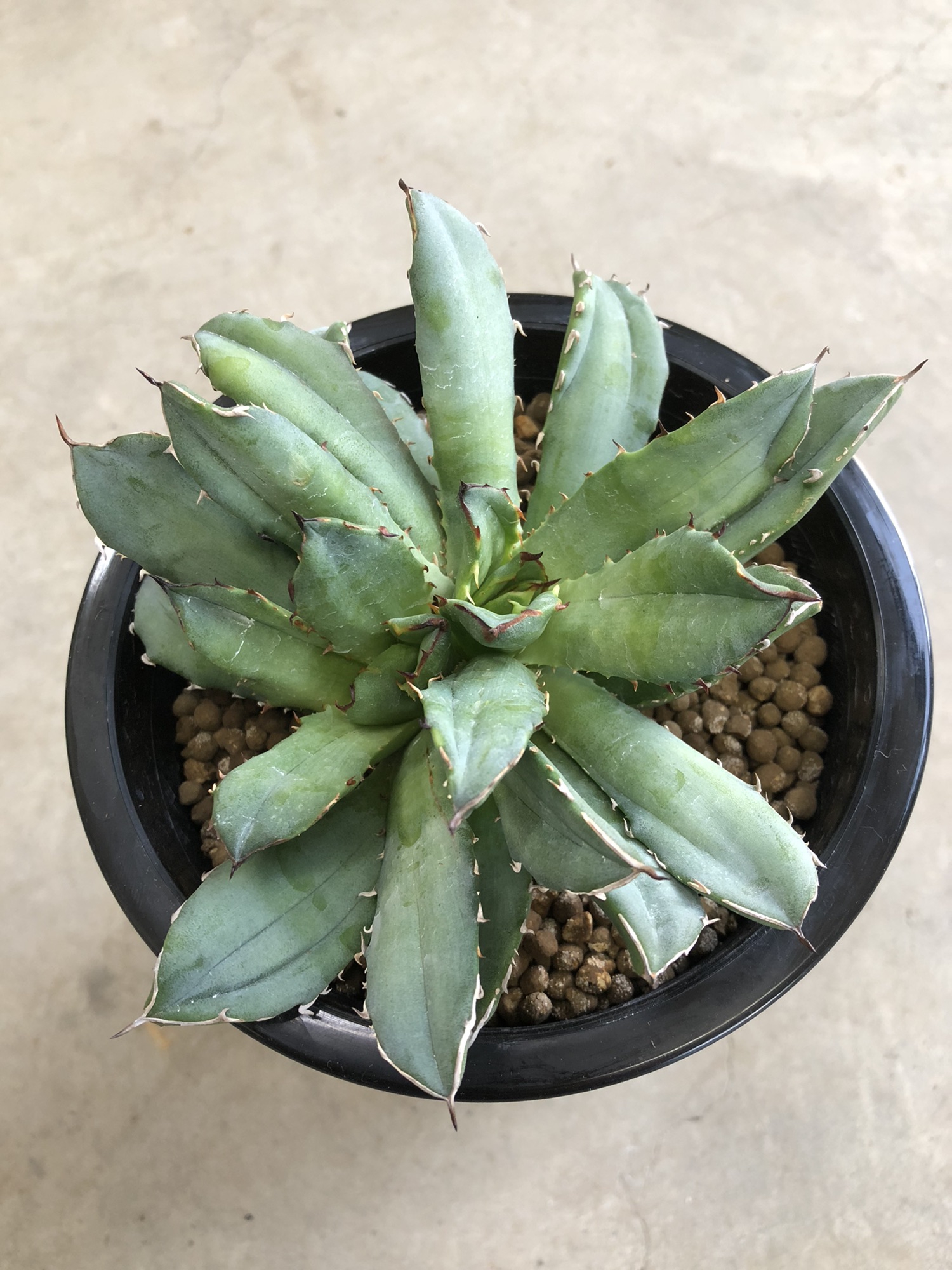 Agave ］Agave titnota アガベ チタノタ綴化 | Plants and candle shop LILWA