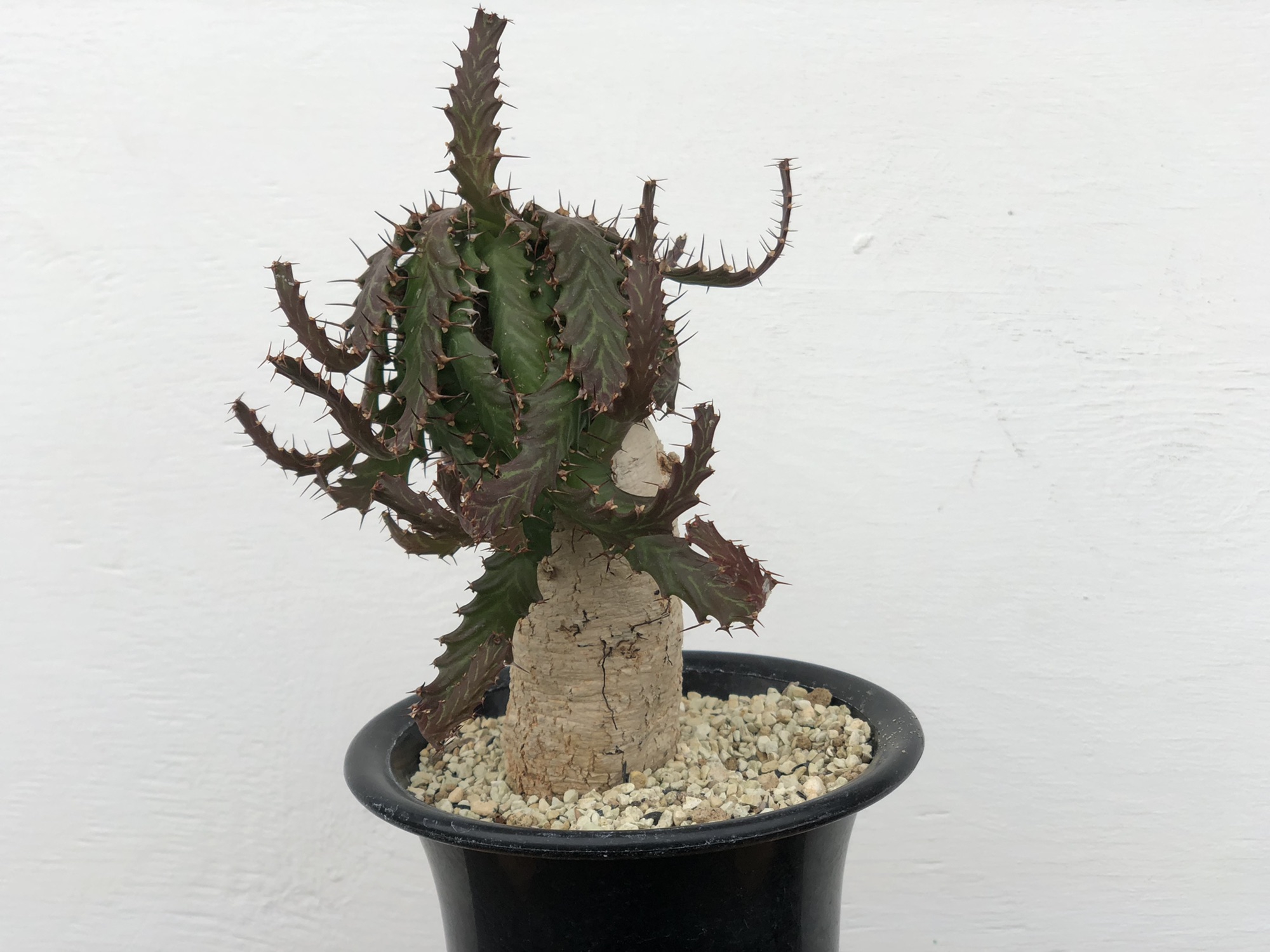 Euphorbia | Plants and candle shop LILWA