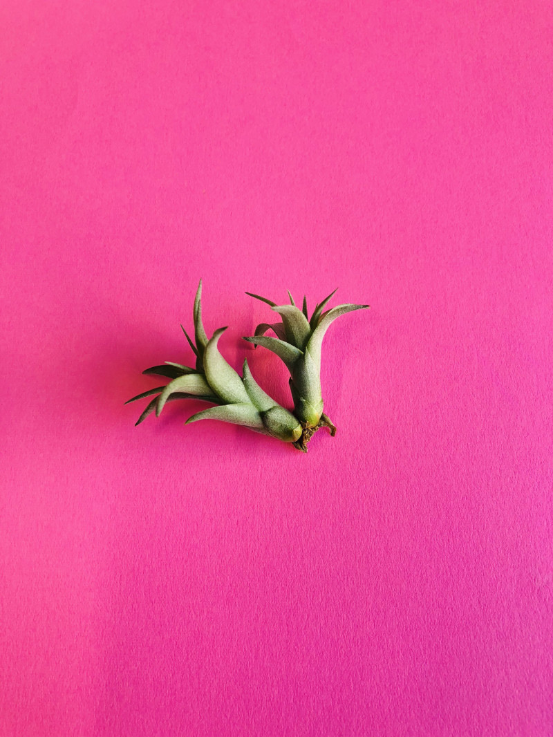 エアプランツ Tillandsia Capitata ティランジア カピタータ Plants And Candle Shop Lilwa