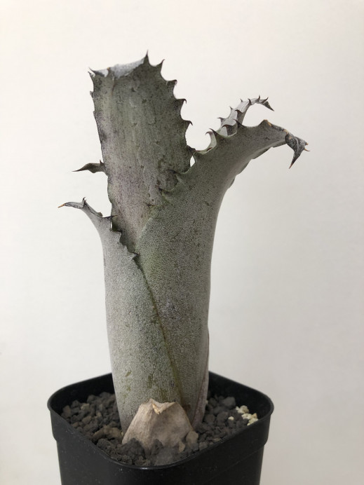 Hohenbergia | Plants and candle shop LILWA