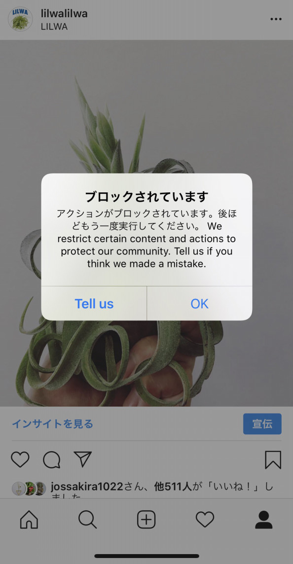 現在instagram ブロック障害中 Plants And Candle Shop Lilwa 現在instagram ブロック障害中 Plants And Candle Shop Lilwa